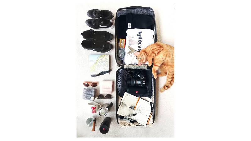 Smart traveling wih cat